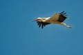 Flying white stork looking for a landing place, WeiÃÅ¸storch im Flug sucht Landeplatz Ciconia ciconia